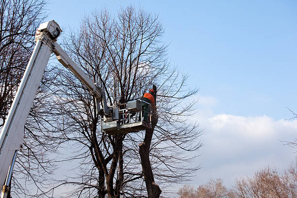 Best Tree Disease Treatment  in USA